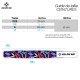 TROPICAL multicolor Weightlifting Belt| VERY BAD WOD